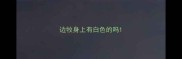 边牧身上有白色的吗