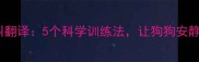 拉布拉多吠叫翻译5个科学训练法让狗狗安静下来不乱叫
