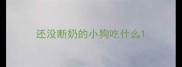 还没断奶的小狗吃什么