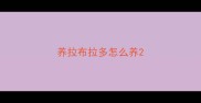 养拉布拉多怎么养