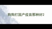 狗狗打国产疫苗那种好