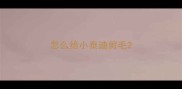 怎么给小泰迪剪毛