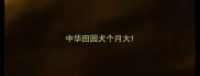 中华田园犬个月大