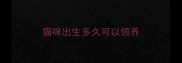 猫咪出生多久可以领养