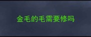 金毛的毛需要修吗