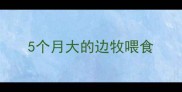 5个月大的边牧喂食
