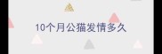 10个月公猫发情多久