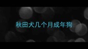 秋田犬几个月成年狗
