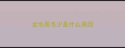 金毛尾毛少是什么原因