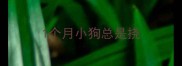 1个月小狗总是挠