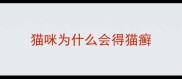 猫咪为什么会得猫癣