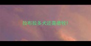 拉布拉多犬还是德牧