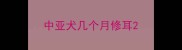 中亚犬几个月修耳