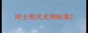 哈士奇犬犬种标准