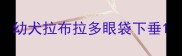 幼犬拉布拉多眼袋下垂