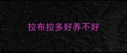 拉布拉多好养不好