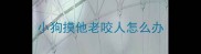 小狗摸他老咬人怎么办