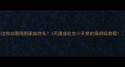 边牧幼崽刚到家就炸毛3天速成社交小天使的保姆级教程