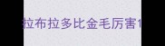 拉布拉多比金毛厉害