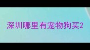 深圳哪里有宠物狗买
