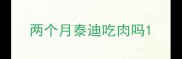 两个月泰迪吃肉吗