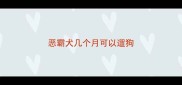 恶霸犬几个月可以遛狗