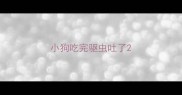 小狗吃完驱虫吐了