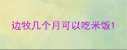边牧几个月可以吃米饭