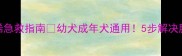边牧拉稀急救指南幼犬成年犬通用5步解决腹泻问题