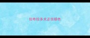 拉布拉多犬正宗颜色