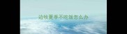 边牧夏季不吃饭怎么办
