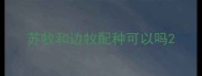 苏牧和边牧配种可以吗