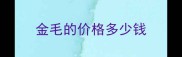 金毛的价格多少钱