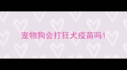 宠物狗会打狂犬疫苗吗