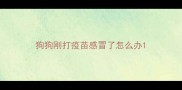 狗狗刚打疫苗感冒了怎么办