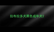 拉布拉多犬黑色成年犬