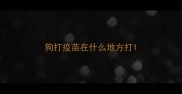 狗打疫苗在什么地方打
