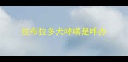 拉布拉多犬哮喘是咋办