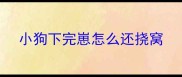小狗下完崽怎么还挠窝