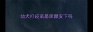 幼犬打疫苗是颈部皮下吗