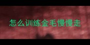 怎么训练金毛慢慢走