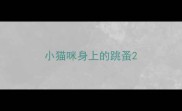 小猫咪身上的跳蚤