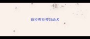 白拉布拉多训幼犬