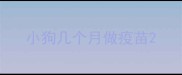 小狗几个月做疫苗
