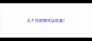 几个月的狗可以吃饭