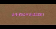 金毛狗如何训练回家