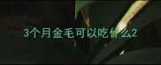3个月金毛可以吃什么