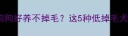 最新推荐什么狗狗好养不掉毛这5种低掉毛犬种懒人必看