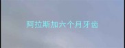 阿拉斯加六个月牙齿