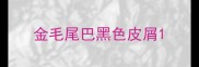 金毛尾巴黑色皮屑